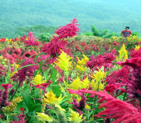 Celosia Flower Farm in Sirao, Cebu